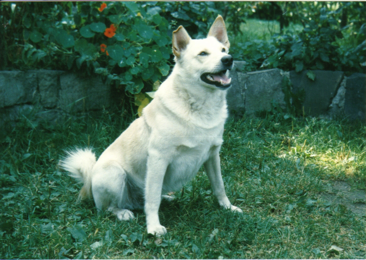Daneček 3.jpg