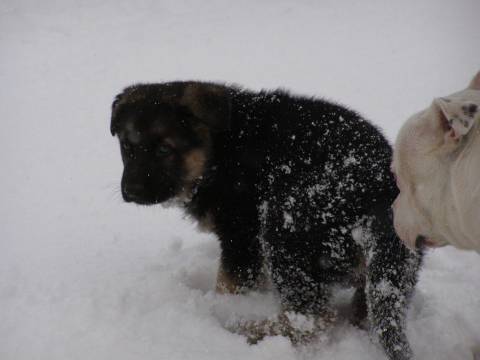 2. Brixík s kamarádem.jpg