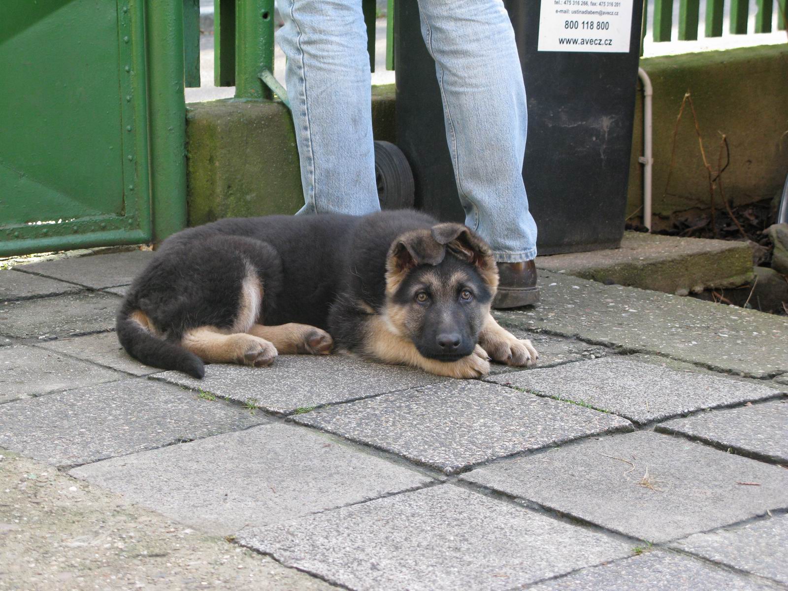 3. Brix 25.12.2008.JPG