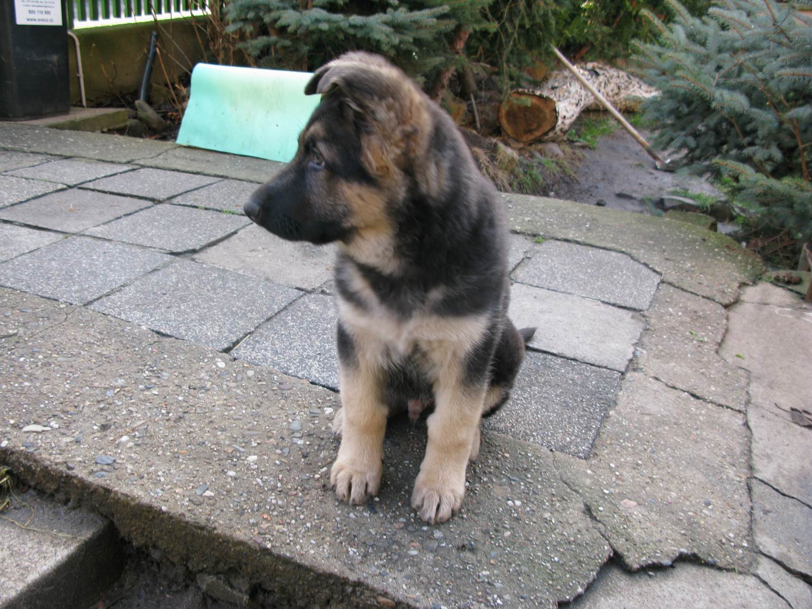 4. Brix 25.12.2008.JPG