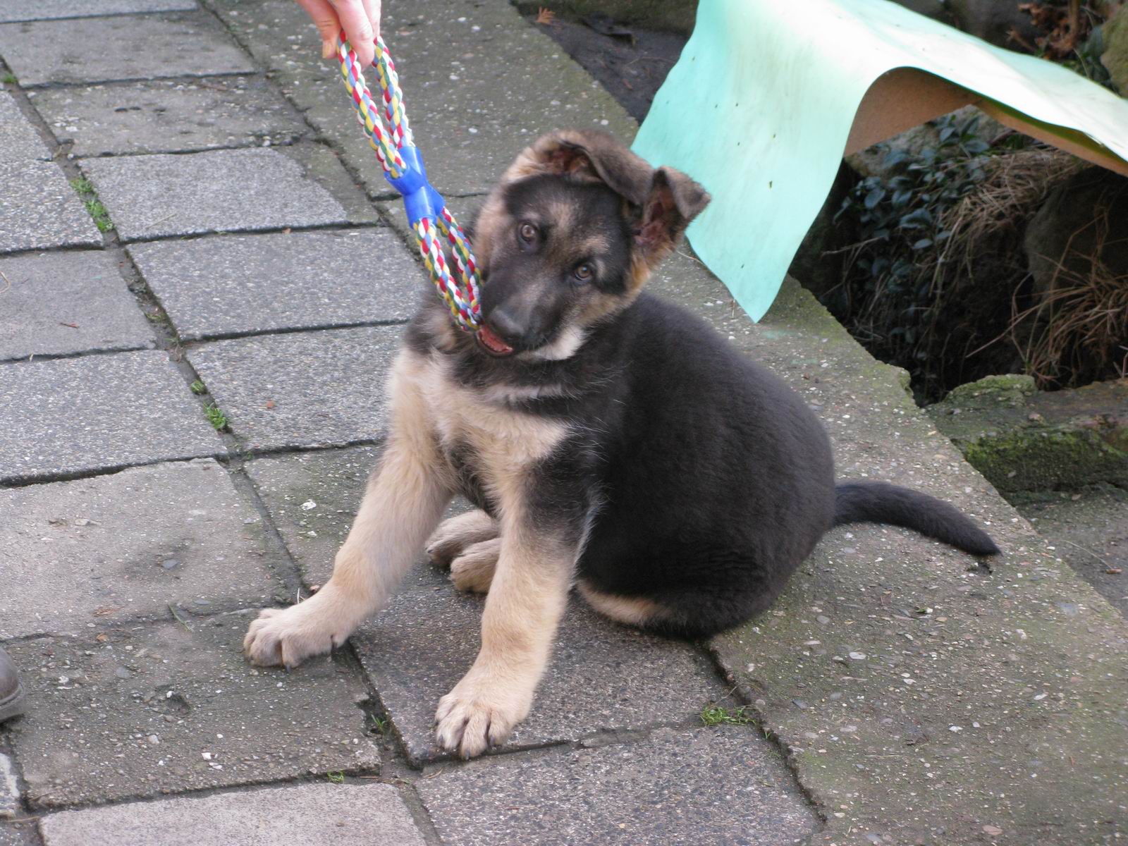 6. Brix 25.12.2008.JPG